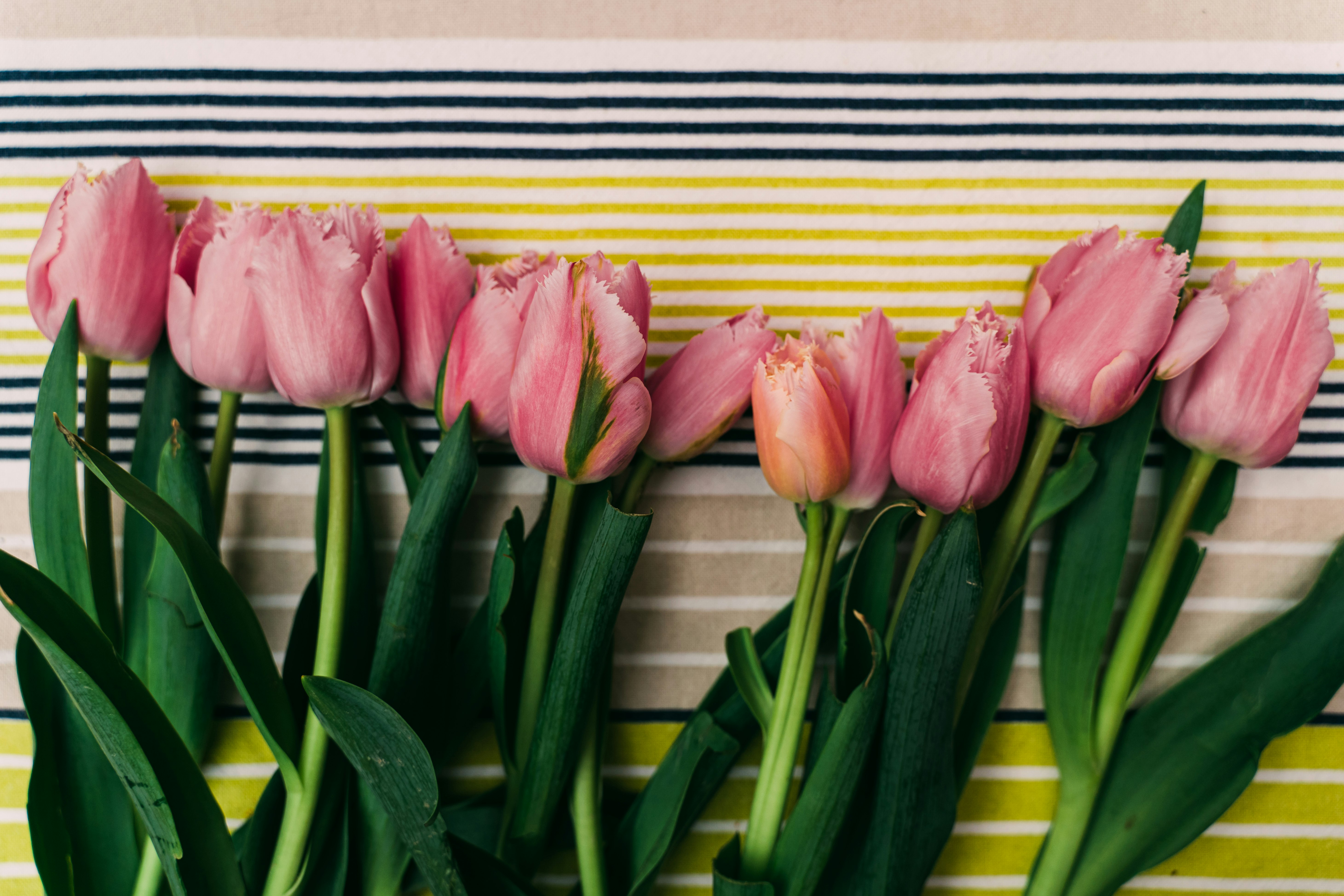 pink tulips in front of yellow and brown wooden wall